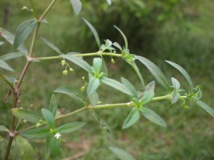 bạch hoa xà chữa viêm niêm mạc dạ dày