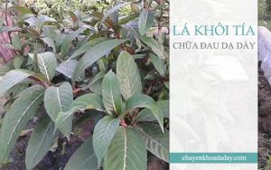 Lá khôi tía có công dụng chữa đau dạ dày hiệu quả
