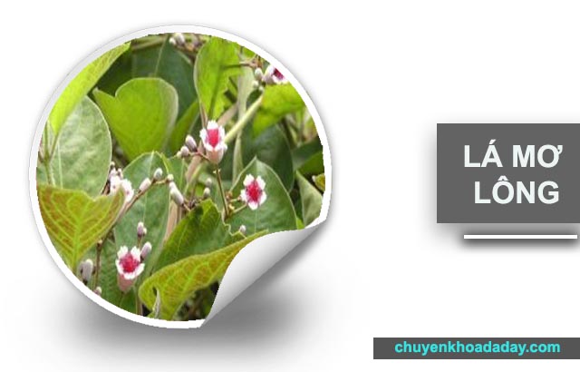 Lá mơ lông chữa đau dạ day Hp