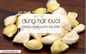 Hạt bưởi có tác dụng trong điều trị bệnh viêm loét dạ dày
