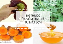 Bài thuốc chữa viêm đại tràng từ mật lợn