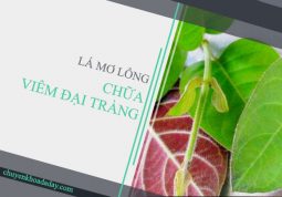 Lá mơ lông có tác dụng rất tốt trong chữa bệnh viêm đại tràng