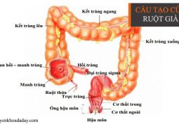 Ruột già có những chức năng nào?