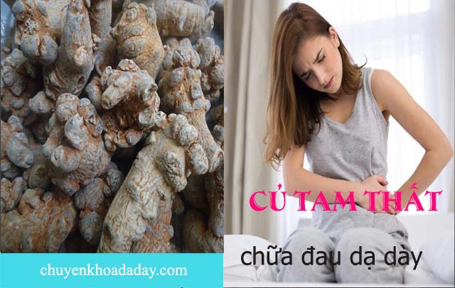 chữa đau dạ dày bằng củ tam thất