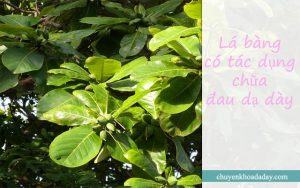 Lá bàng có tác dụng trong điều trị bệnh đau dạ dày