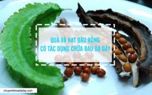 Quả và hạt đậu rồng có tác dụng chữa đau dạ dày