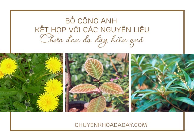 chữa đau dạ dày bằng bồ công anh