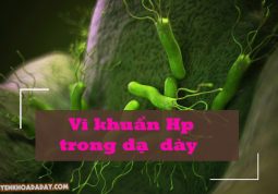 Vi khuẩn Hp trong dạ dày