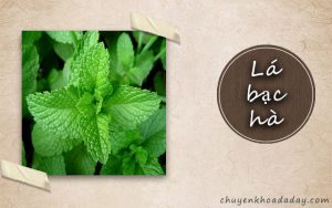 Dùng lá bạc hà chữa hôi miệng do trào ngược dạ dày