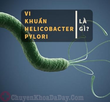 Vi khuẩn Helicobacter Pylori (Hp) dạ dày là gì?