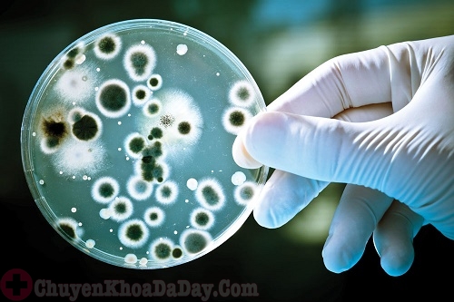 Nhận biết vi khuẩn Hp kháng thuốc