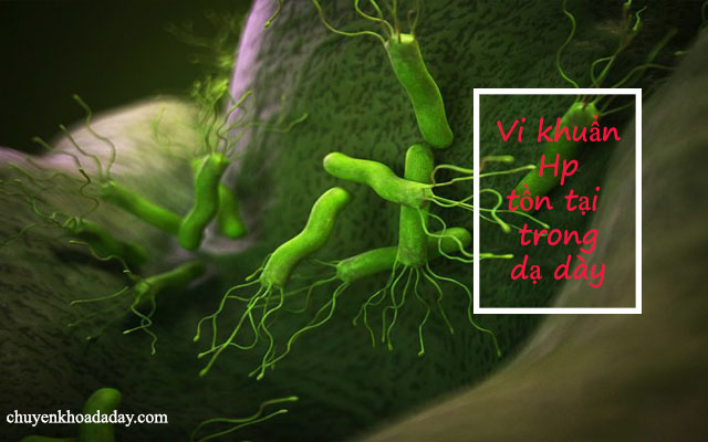 Hình ảnh vi khuẩn Hp tồn tại trong dạ dày