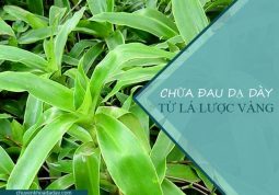 Cây lược vàng có tác dụng chữa đau dạ dày