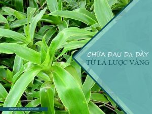 Cây lược vàng có tác dụng chữa đau dạ dày