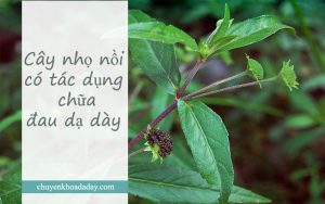 Cây nhọ nồi có tác dụng chữa đau dạ dày