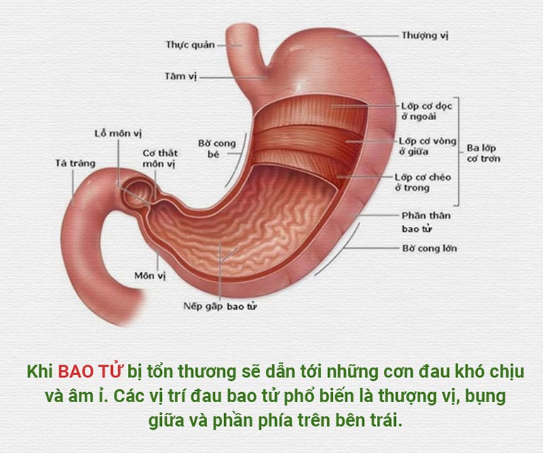 Biết vị trí cấu tạo của bao tử sẽ giúp ta định hình được tổn thương và bệnh lý