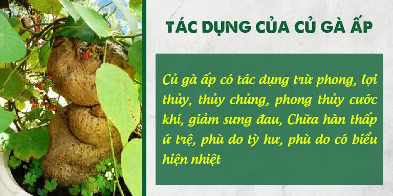 Một số công dụng khác của củ gà ấp theo YHCT