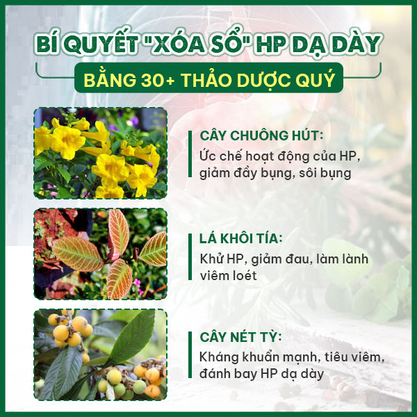 Công dụng 1 số biệt dược chính có trong Sơ can Bình vị tán